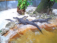 alligator group in the sun